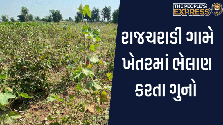 fir after bhelan in Rajcharadi village of Dhrangadhra