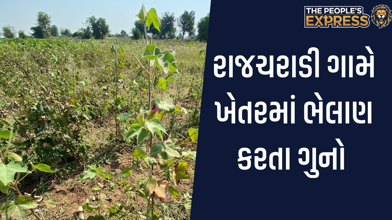 fir after bhelan in Rajcharadi village of Dhrangadhra